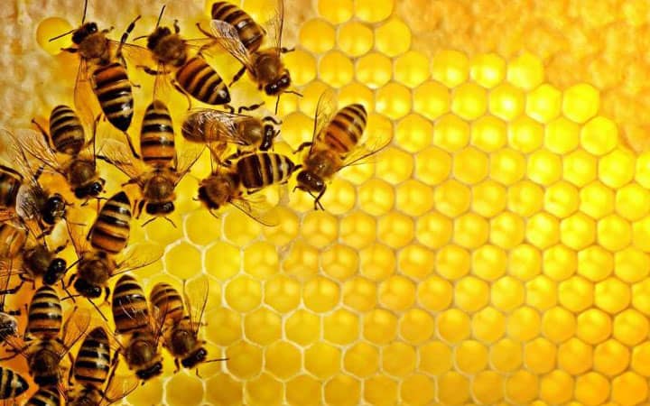 Bí quyết trị mụn thâm của những nàng ong Honimore.
