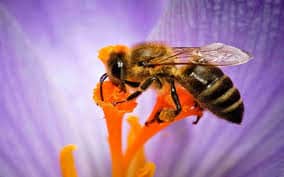 Ong mật - 26 điều thú vị về ong mật
