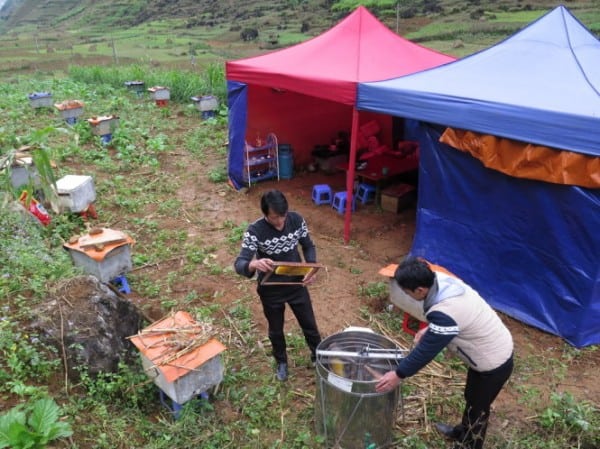 Mật ong hoa bạc hà – xóa đói giảm nghèo ở Hà Giang