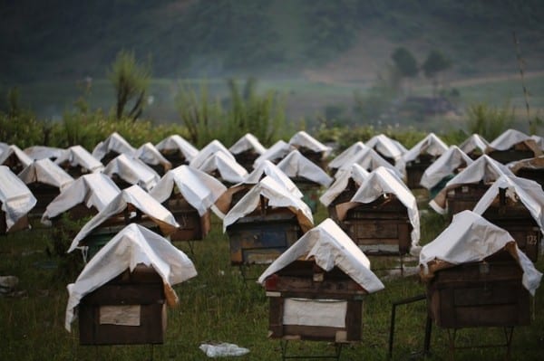 Mộc Châu, nơi những cô ong về lấy mật