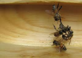 Ong mật - 26 điều thú vị về ong mật