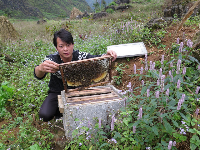 Mật ong bạc hà - xóa đói nghèo ở cao nguyên đá Hà Giang