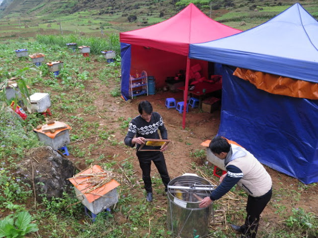 Mật ong bạc hà - xóa đói nghèo ở cao nguyên đá Hà Giang